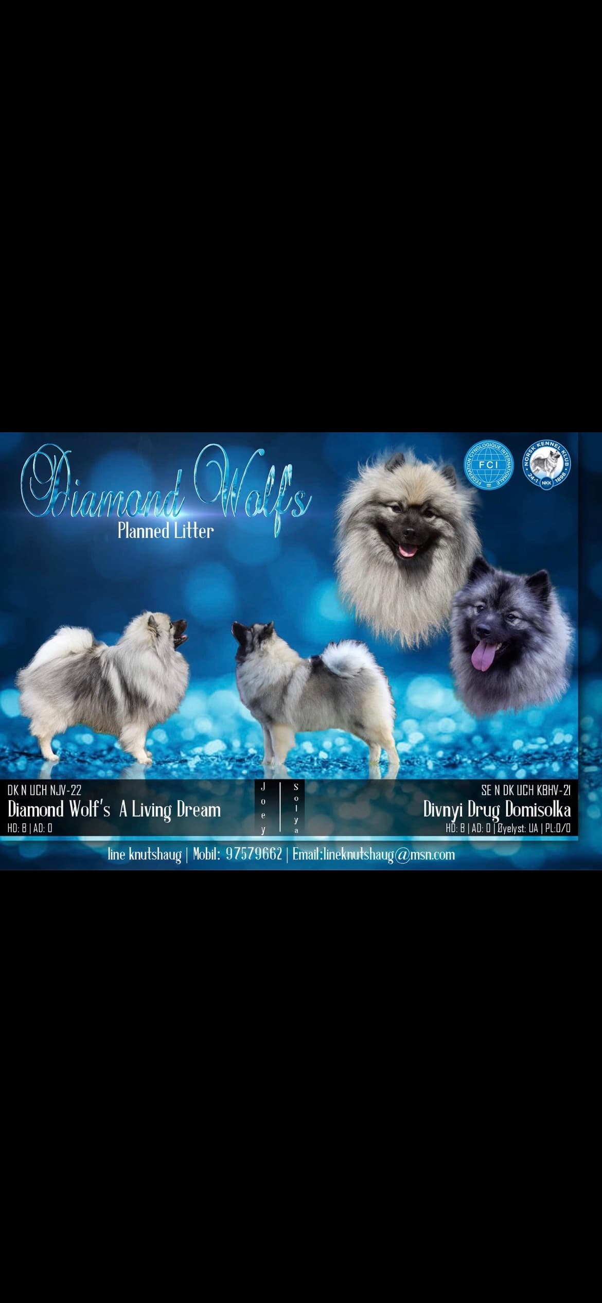 Diamond Wolf’S – Keeshond kennelbilde