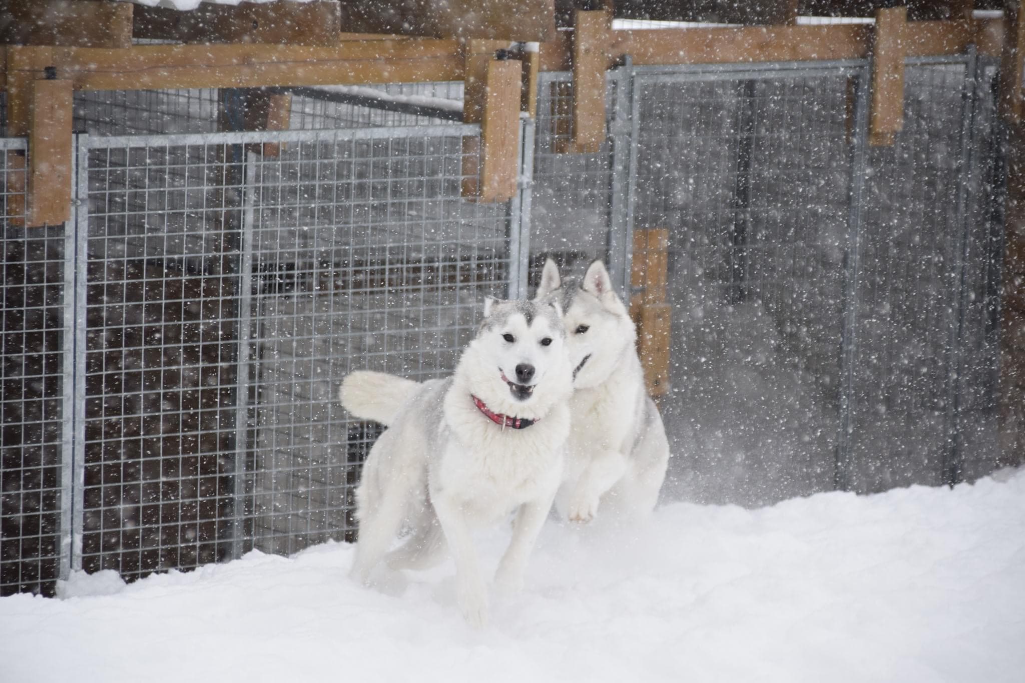 Arctic Pearl Siberian husky – Siberian husky kennelbilde