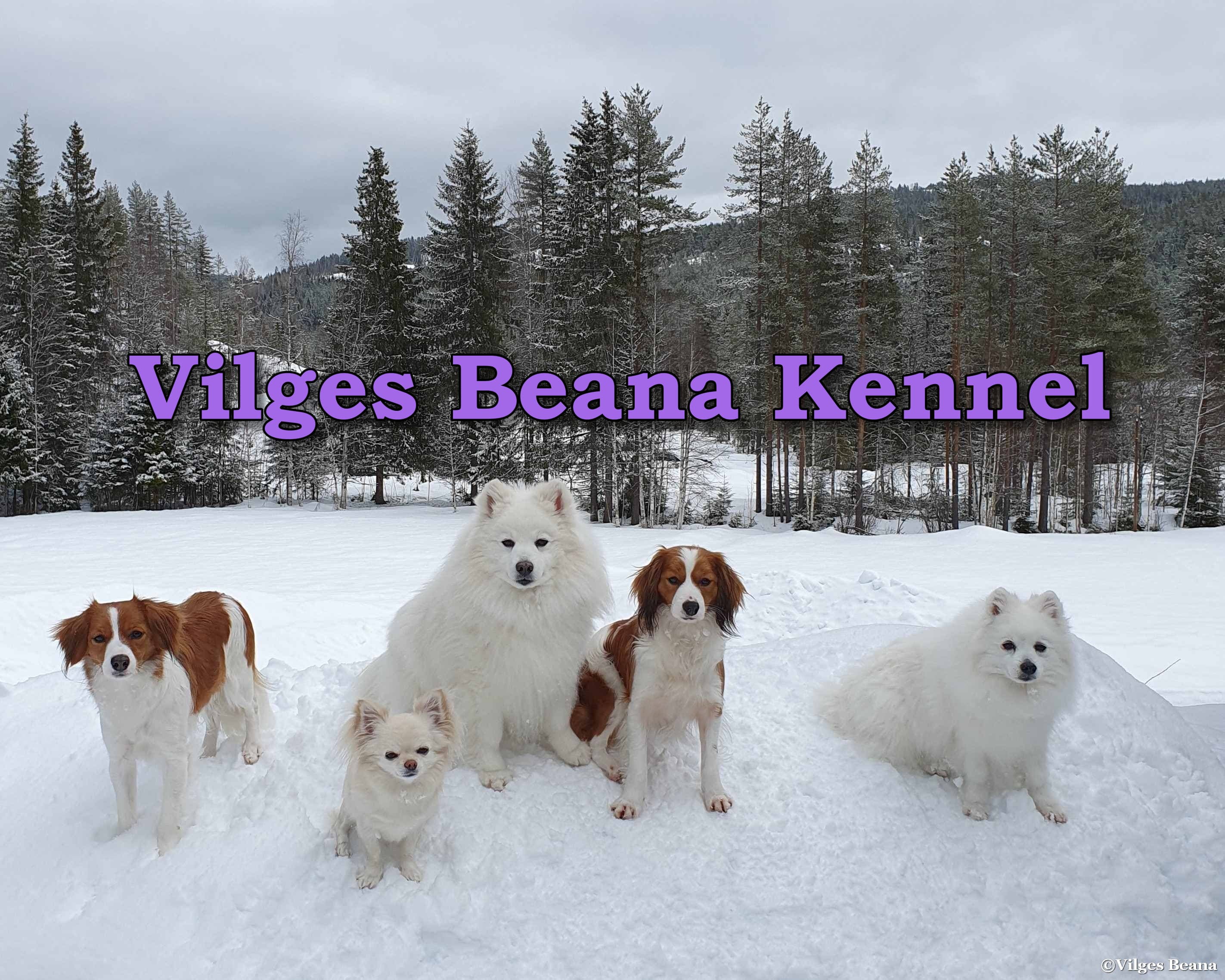 Vilges Beana – Nederlanske kooikerhondje kennelbilde