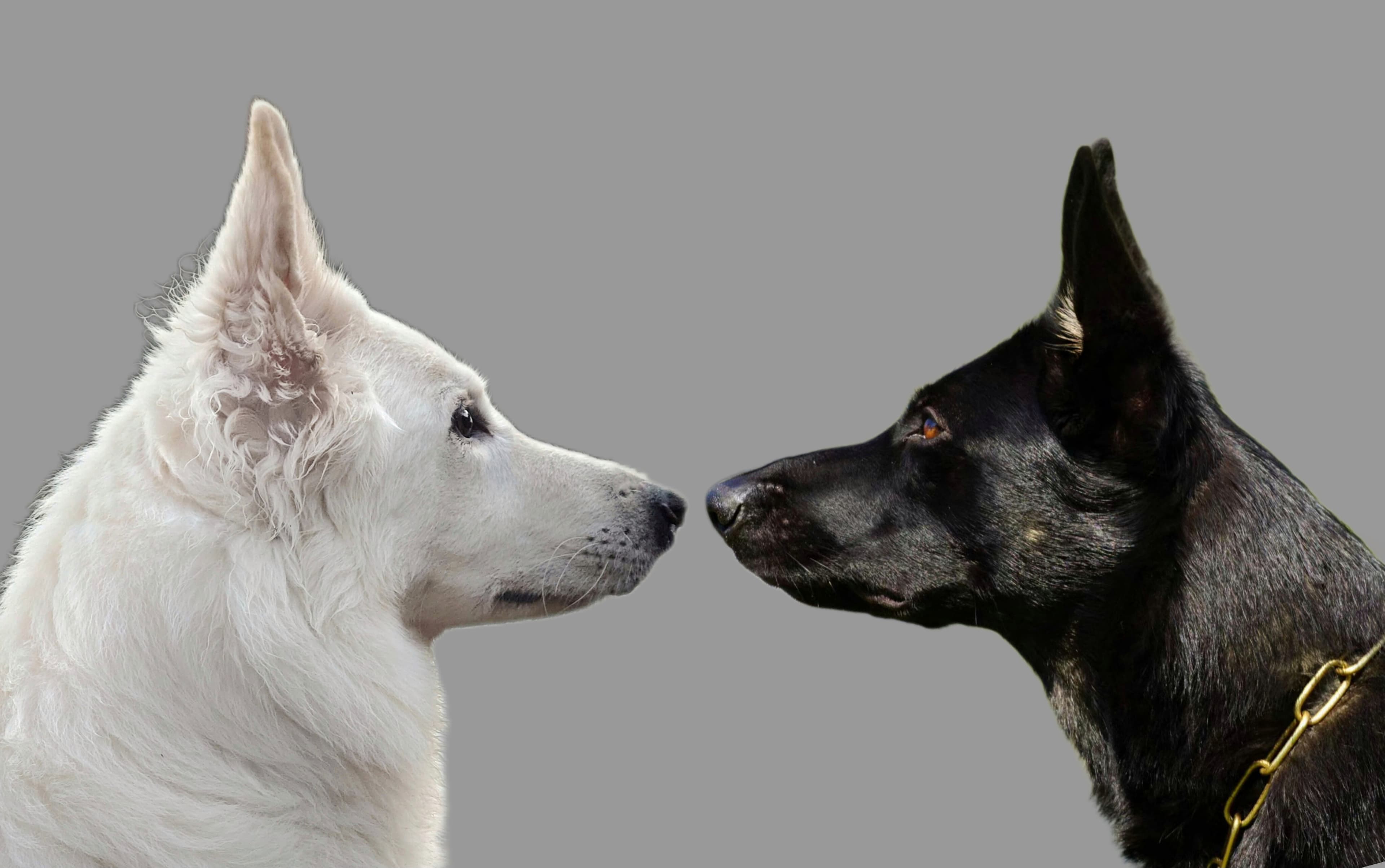Varghalla – Schäferhund normalhår kennelbilde