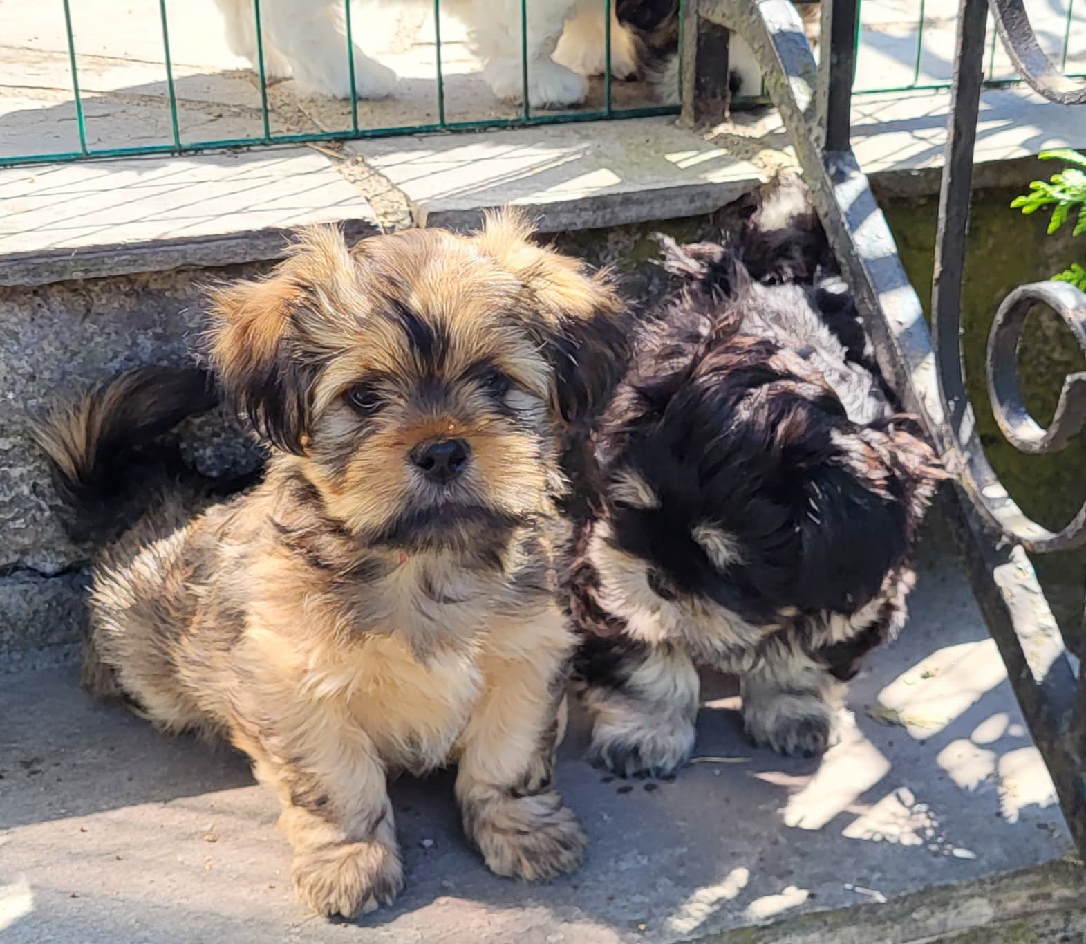 Nordic Lhasa – Lhasa apso kennelbild
