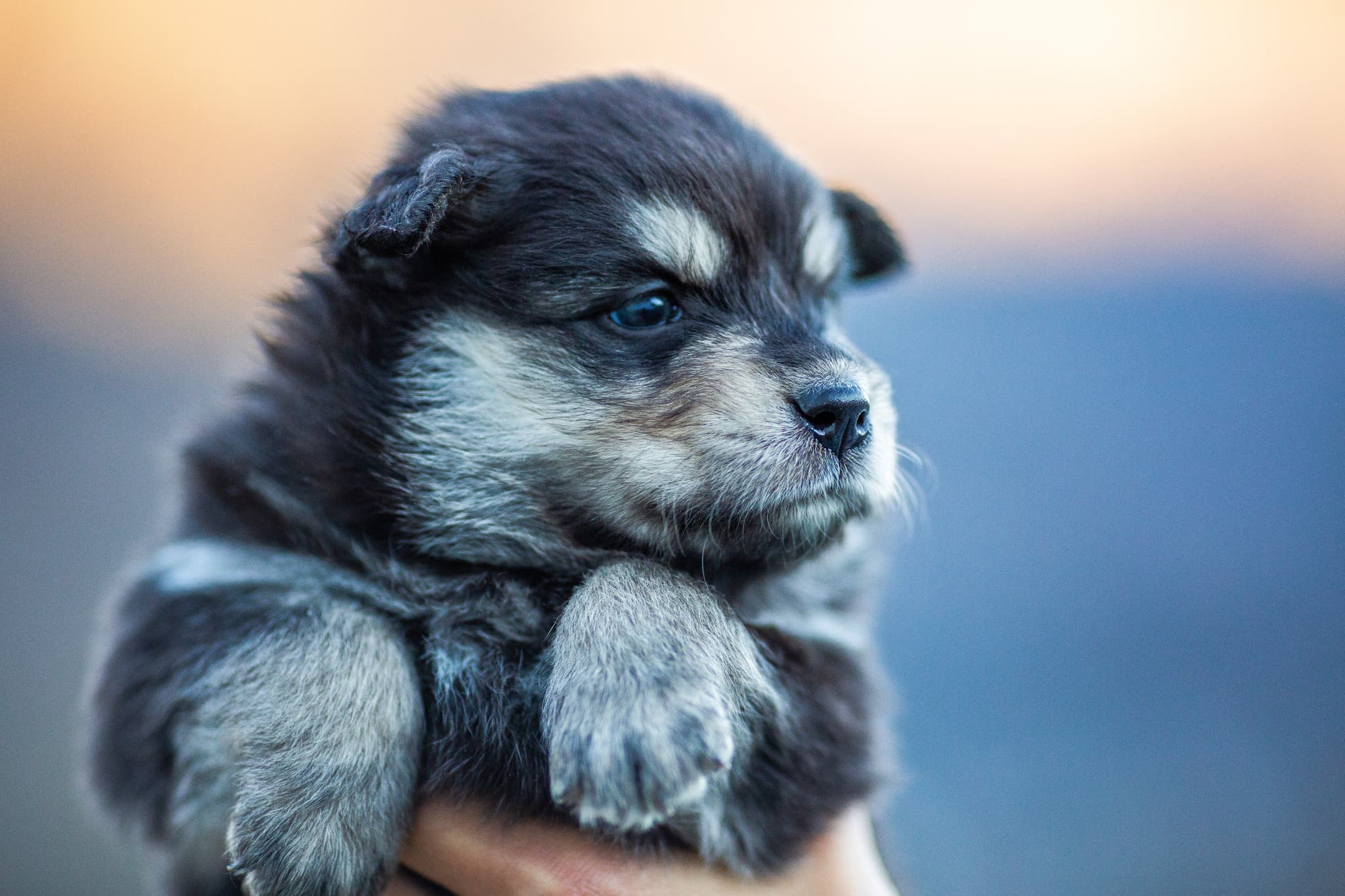 Alnopa – Finsk lapphund kennelbilde
