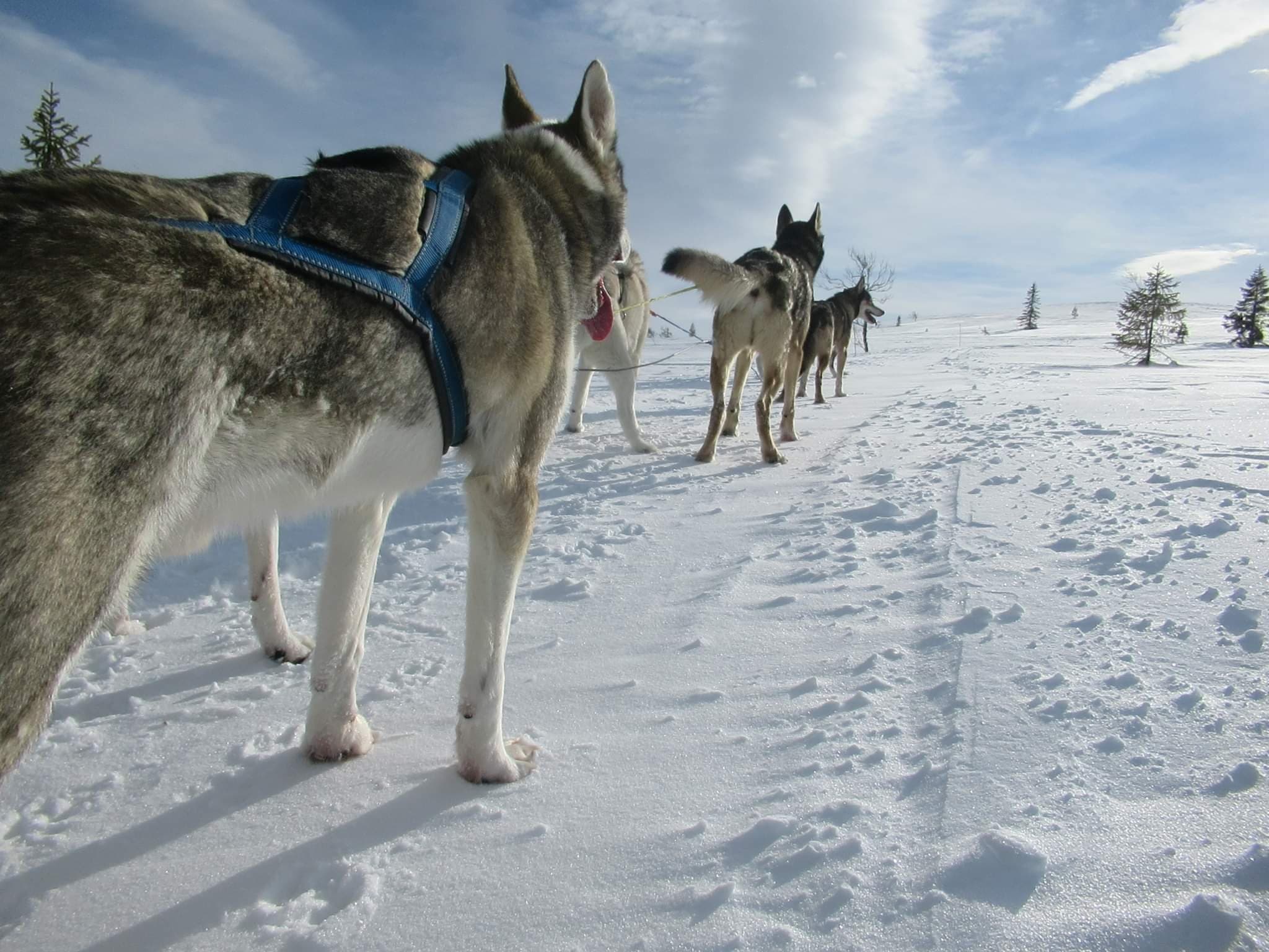 Winter Ronin – Siberian husky kennelbilde