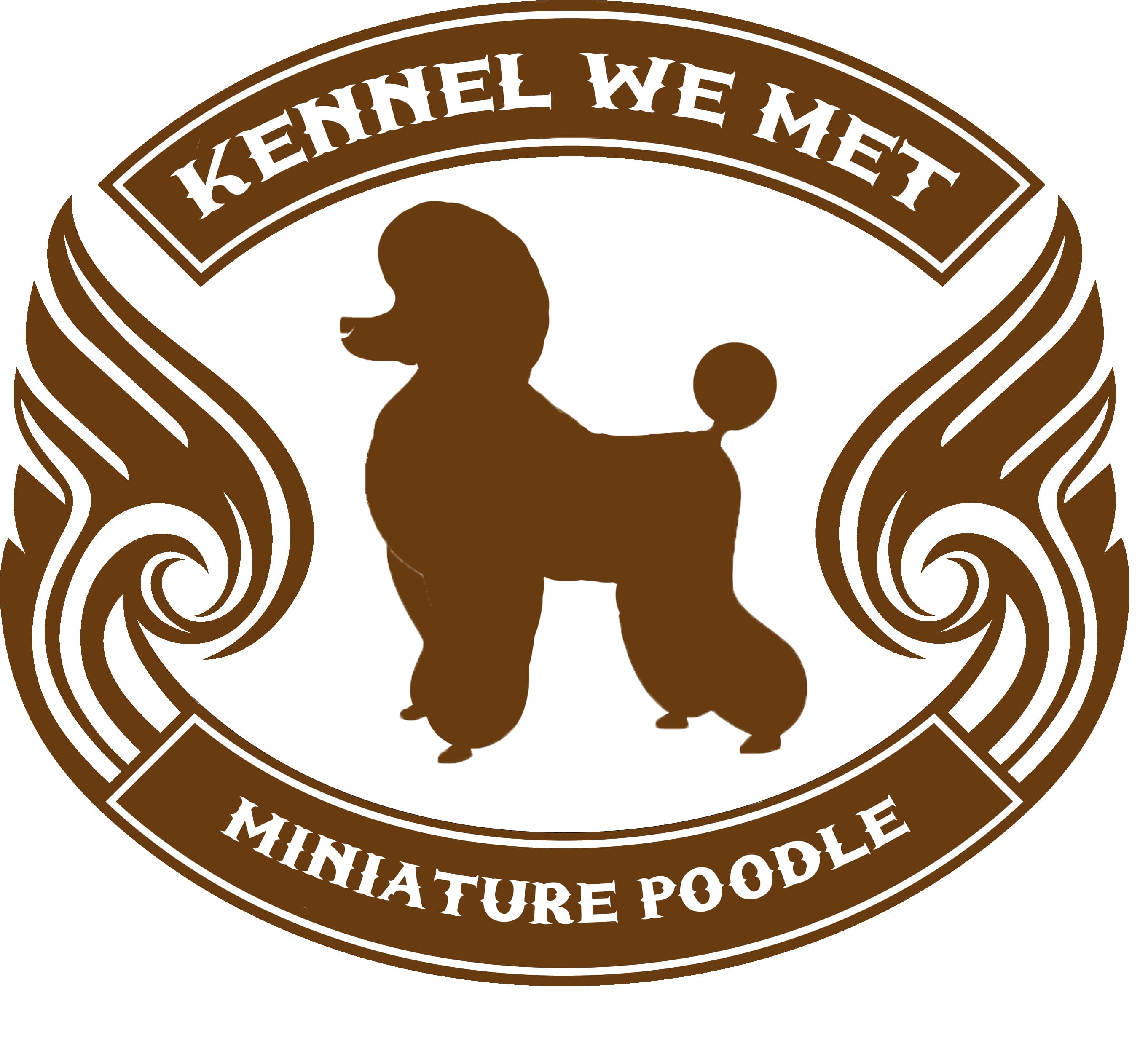 We Met – Mellompuddel kennelbild
