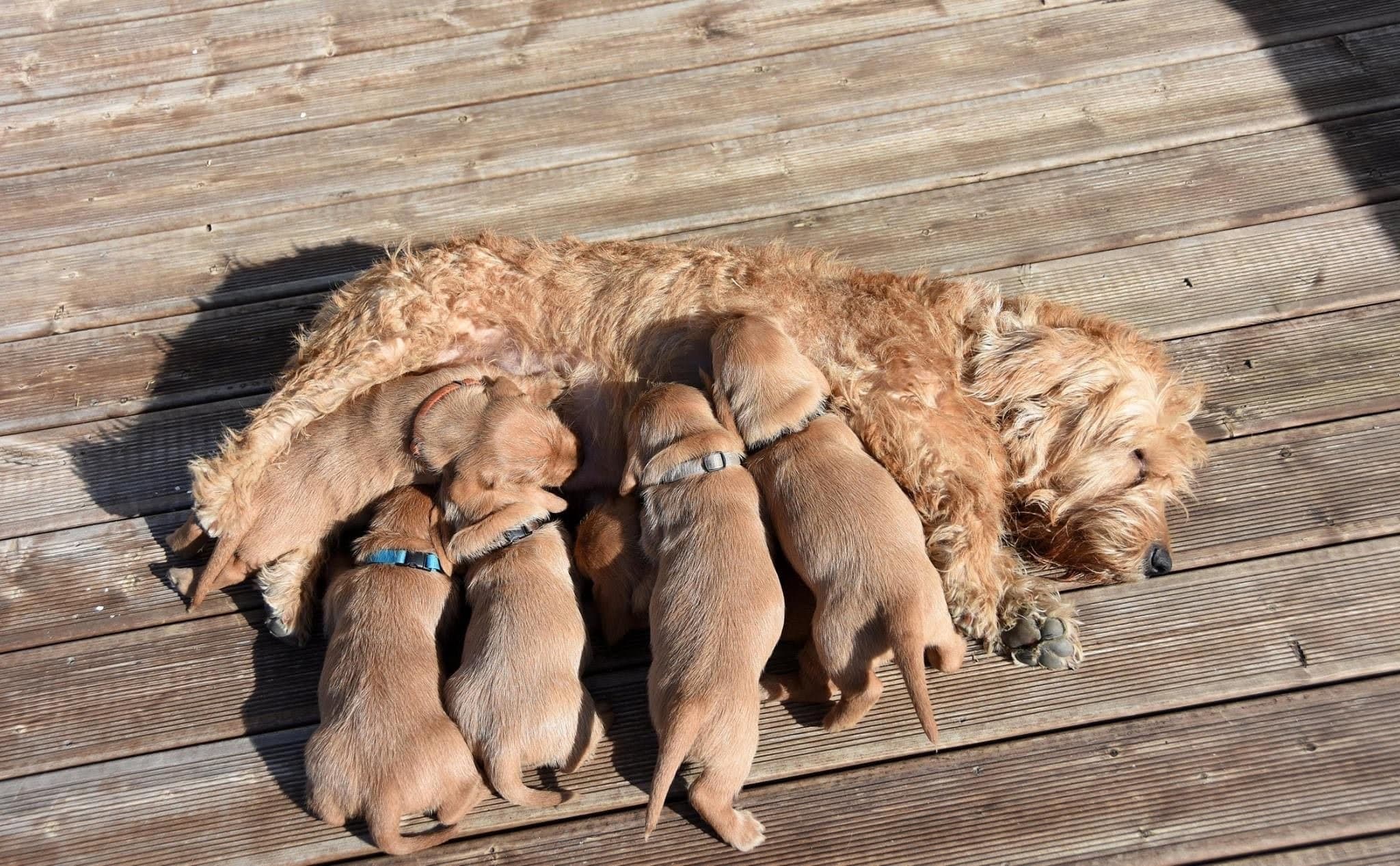 Kennel Falkenskiold – Basset fauve de bretagne kennelbilde