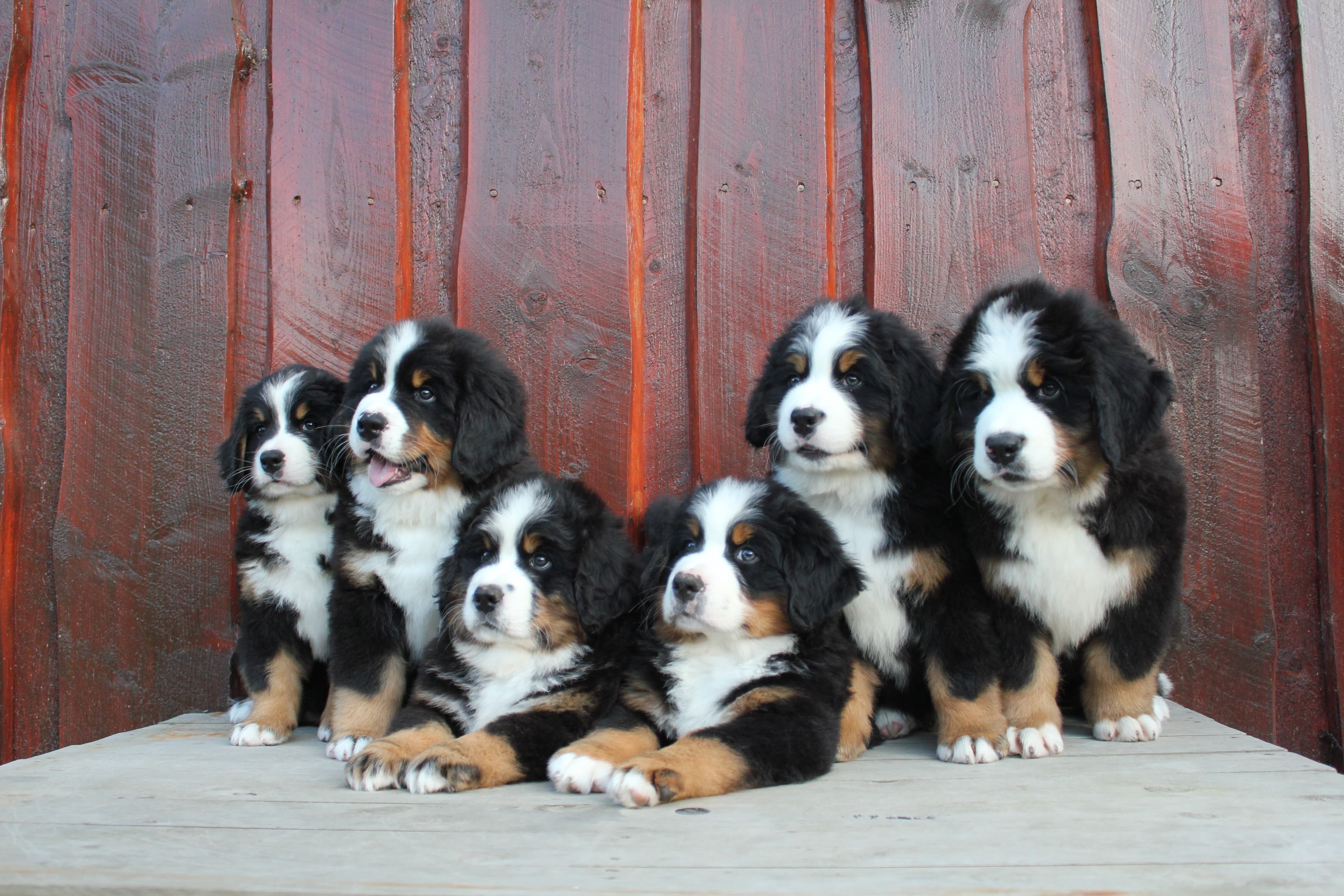 Ihlevoll – Berner sennenhund kennelbilde