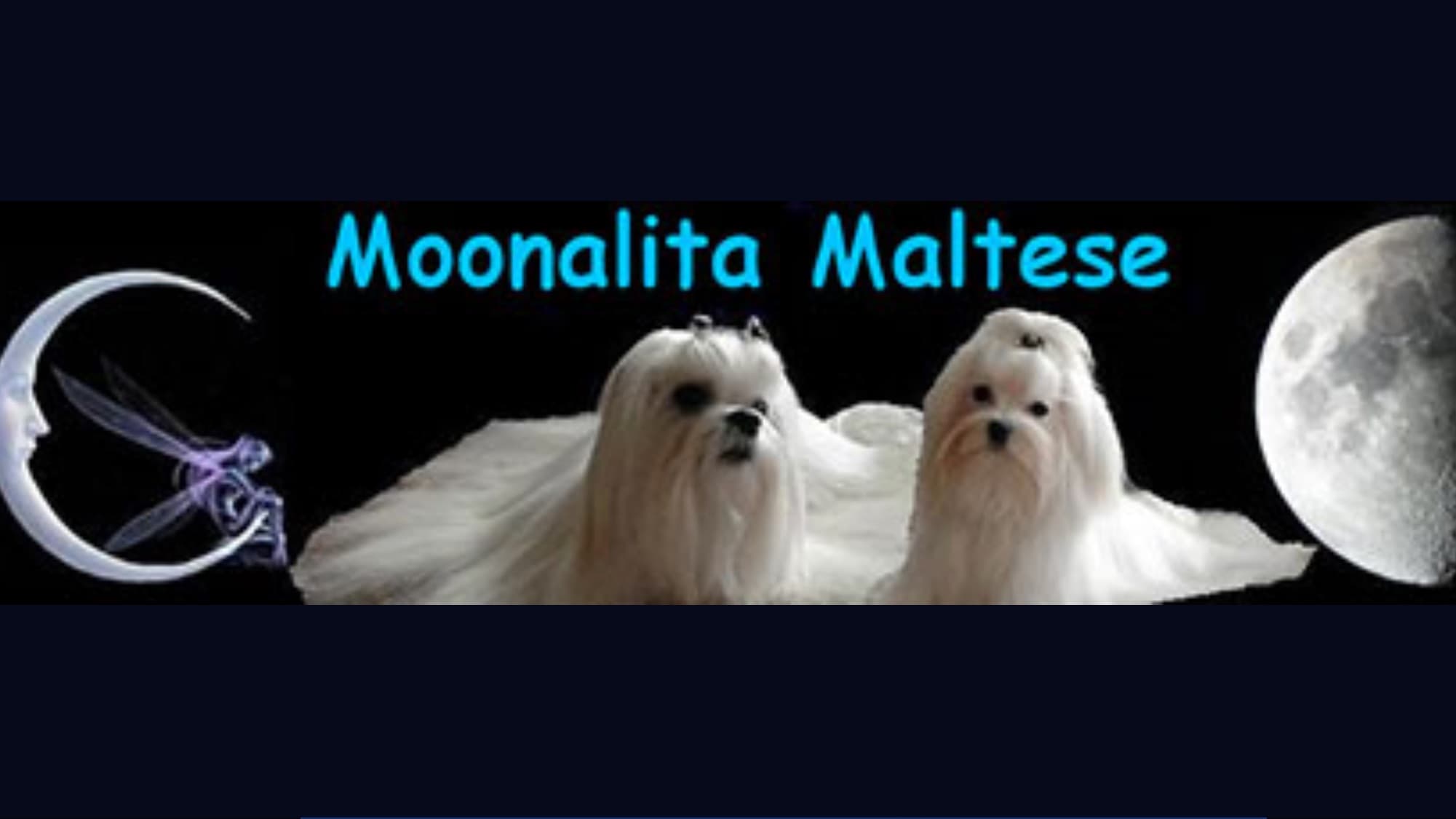 Moonalita maltese – Malteser kennelbild