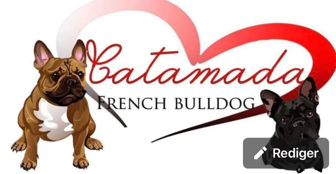 Catamada – Fransk bulldog kennelbilde