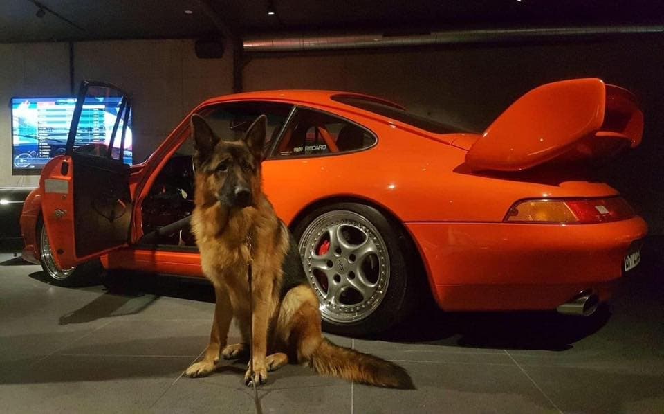 Svebø – Schäferhund normalhår kennelbilde