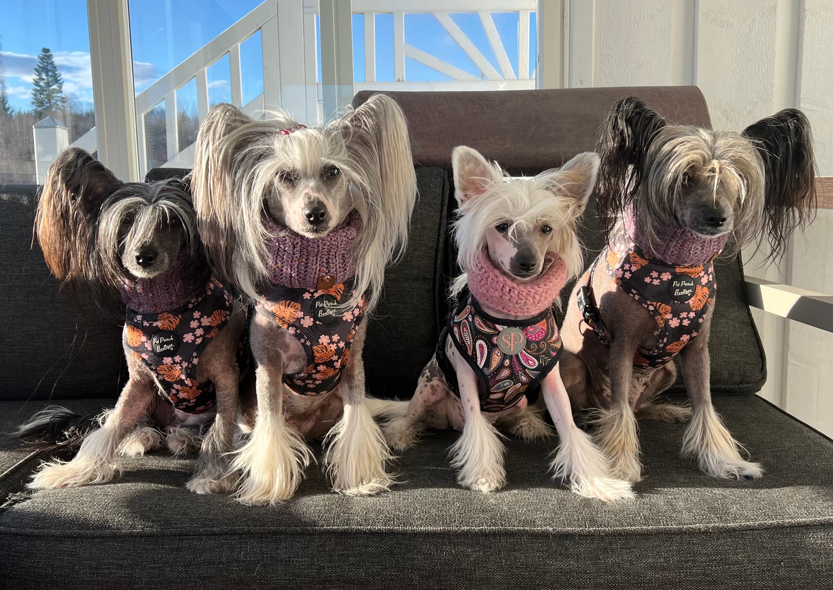 Naked Bubbles – Chinese crested kennelbilde