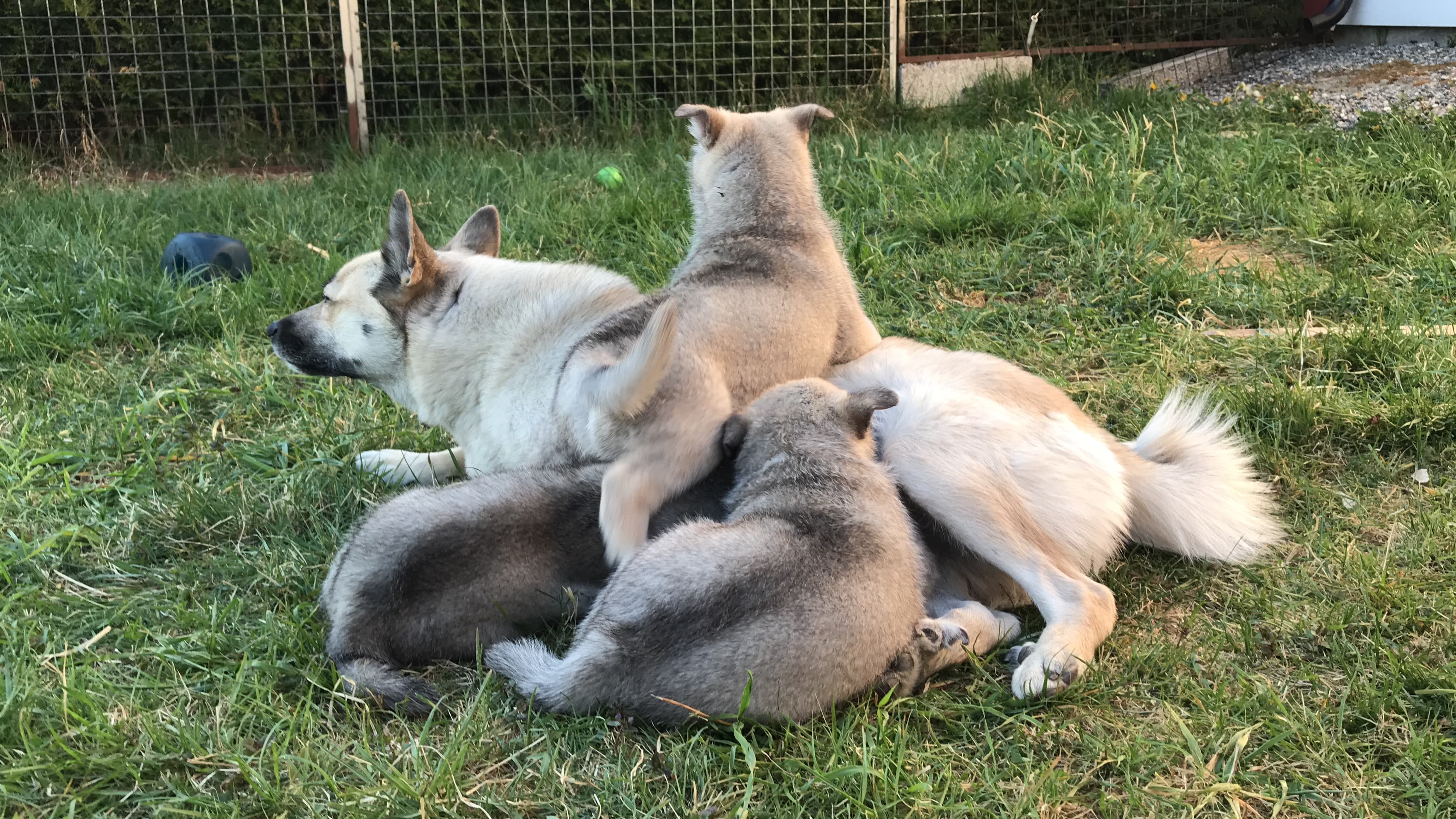 Skaubo – Norsk buhund kennelbilde