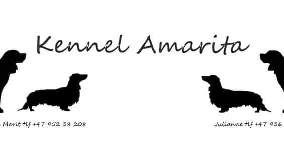 Amarita's – Beagle kennelbilde
