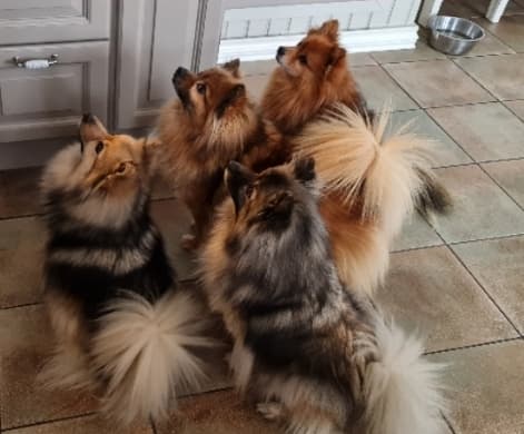 Haugertoppen kennel – Mittelspitz kennelbilde