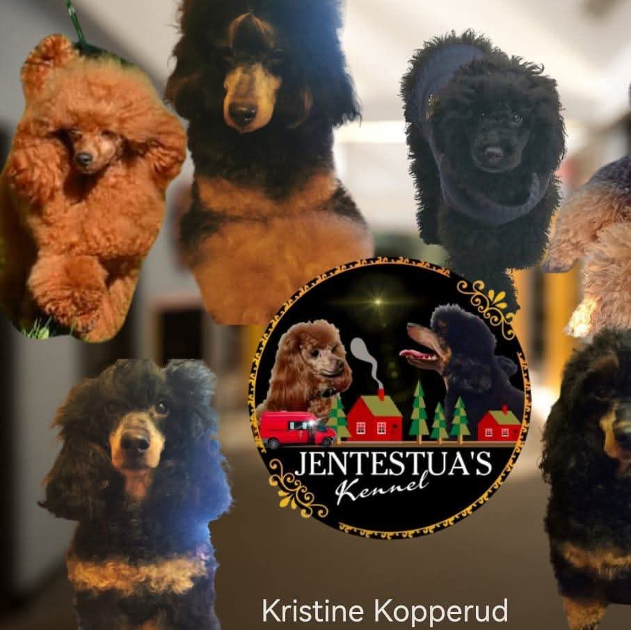 Jentestua's Kennel – Dvergpuddel kennelbilde