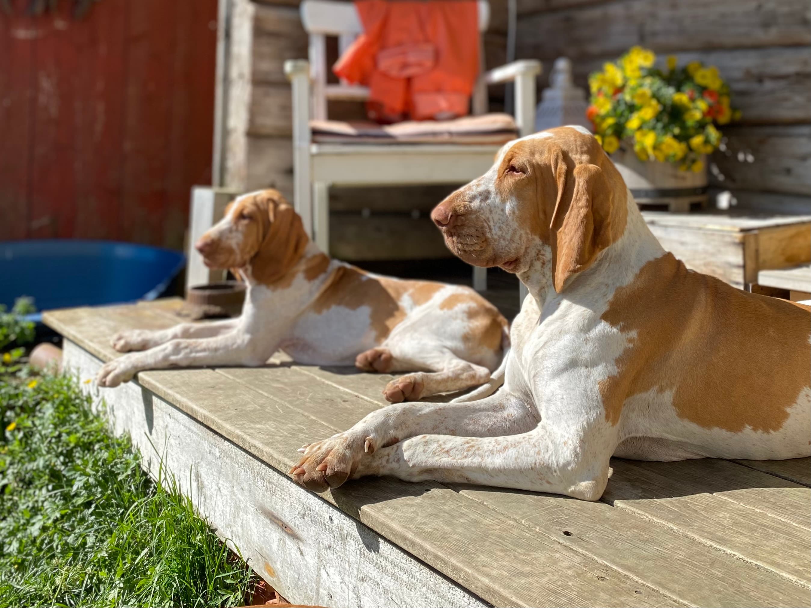 Grenneåsen Kennel – Basset Bleu de Gascogne kennelbilde