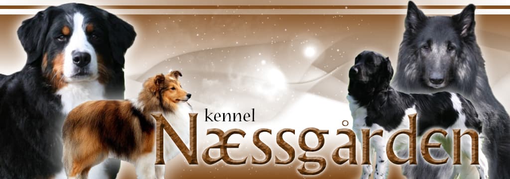 Næssgården – Stabijhoun kennelbilde