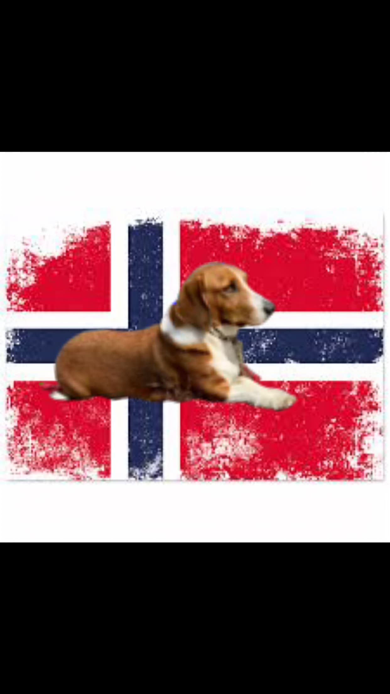 Flæskbergets kennel – Drever kennelbilde
