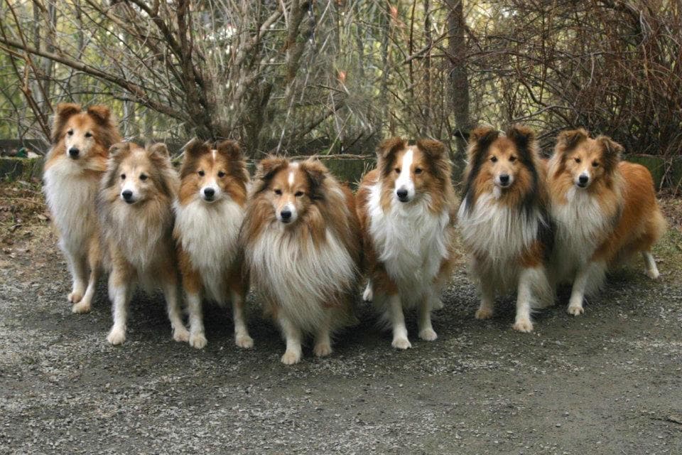 Mellsjøhøgda – Shetland sheepdog kennelbilde