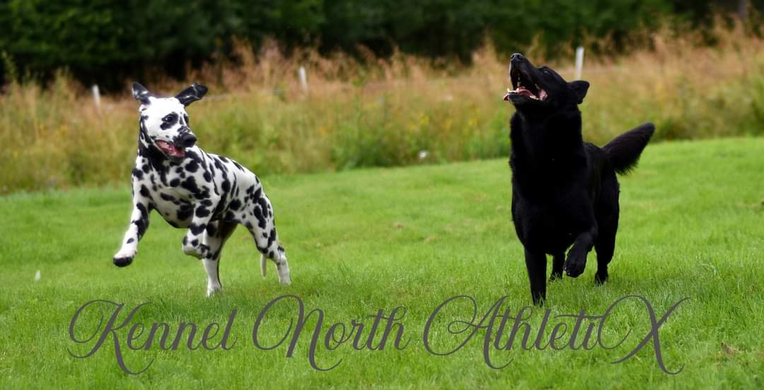 North AthletiX – Australsk kelpie kennelbilde