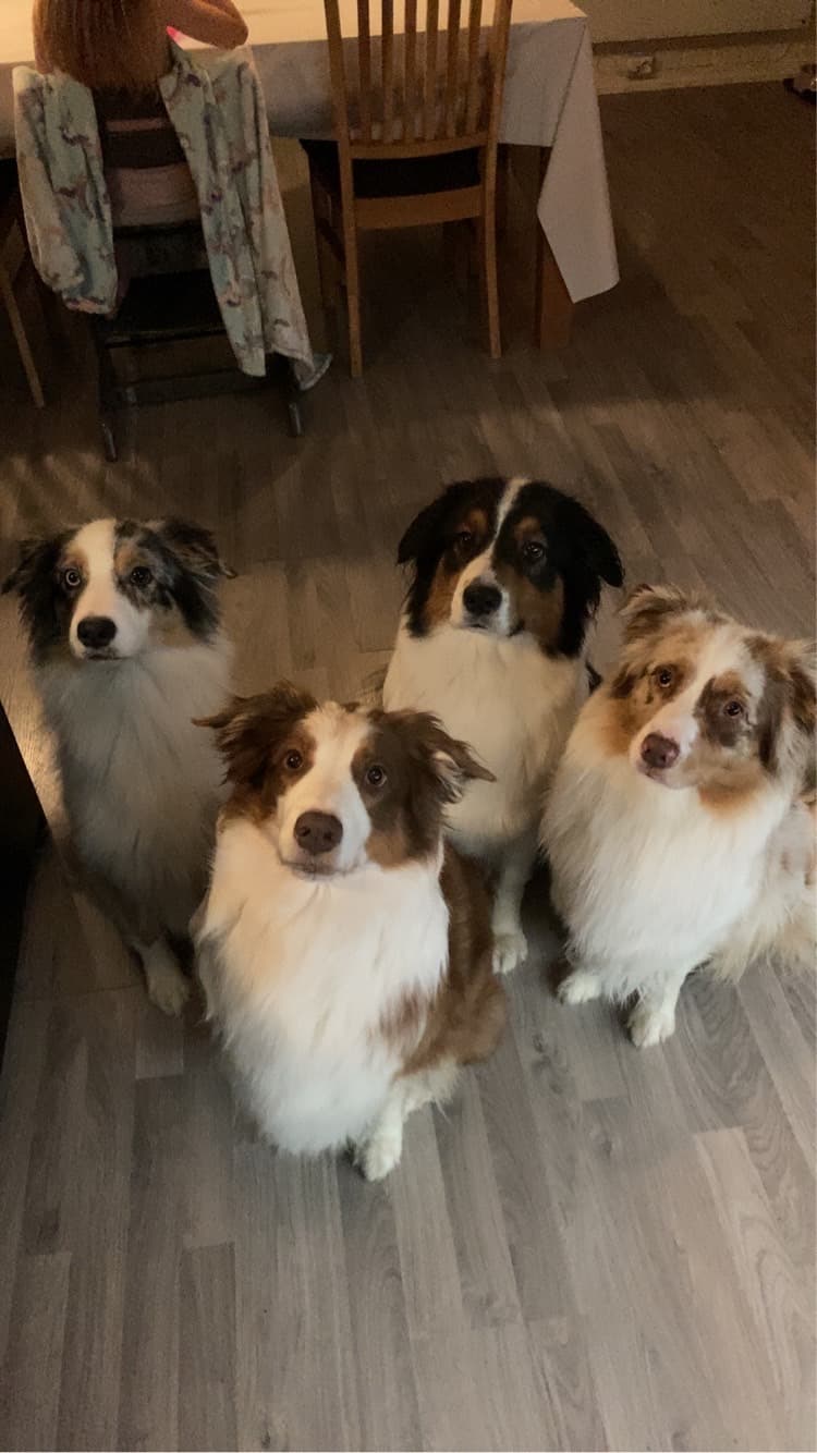 MyrvangDisney’s – Australian shepherd kennelbilde