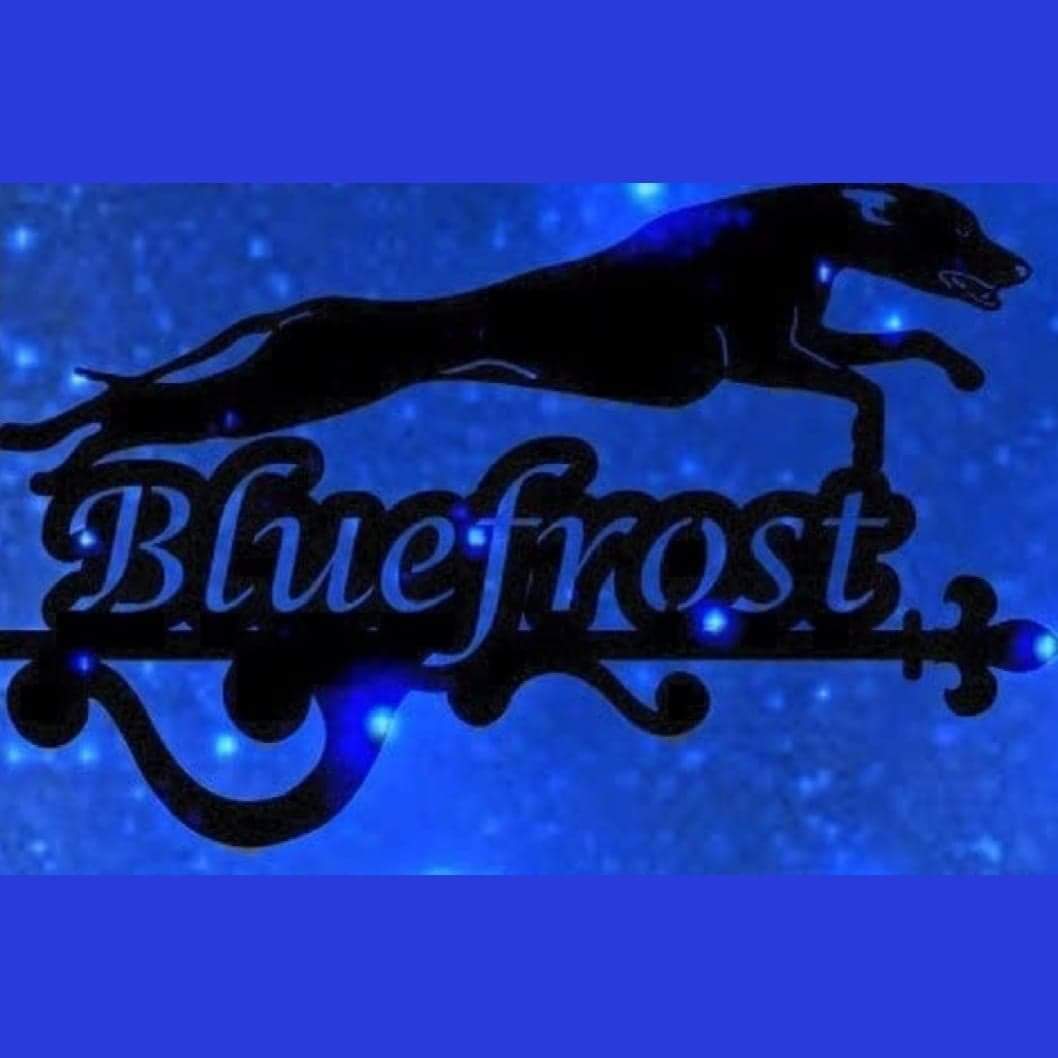 Bluefrost – Whippet kennelbild