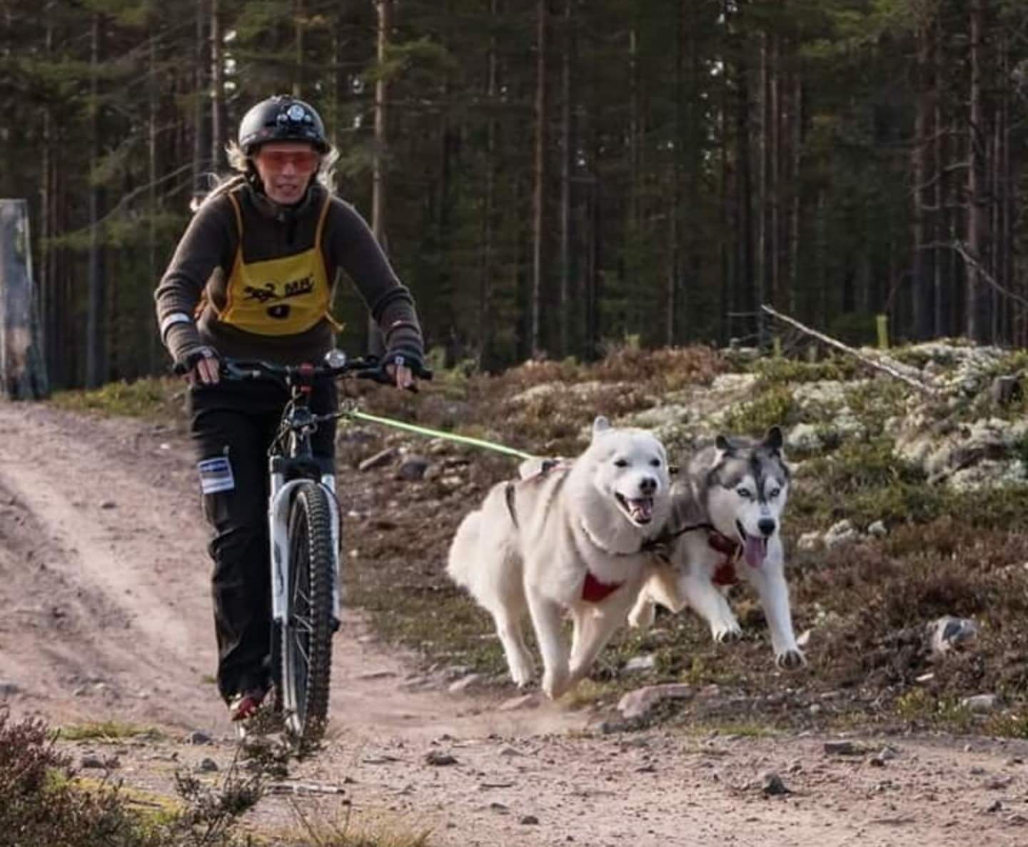Barkas Perrera – Siberian husky kennelbilde