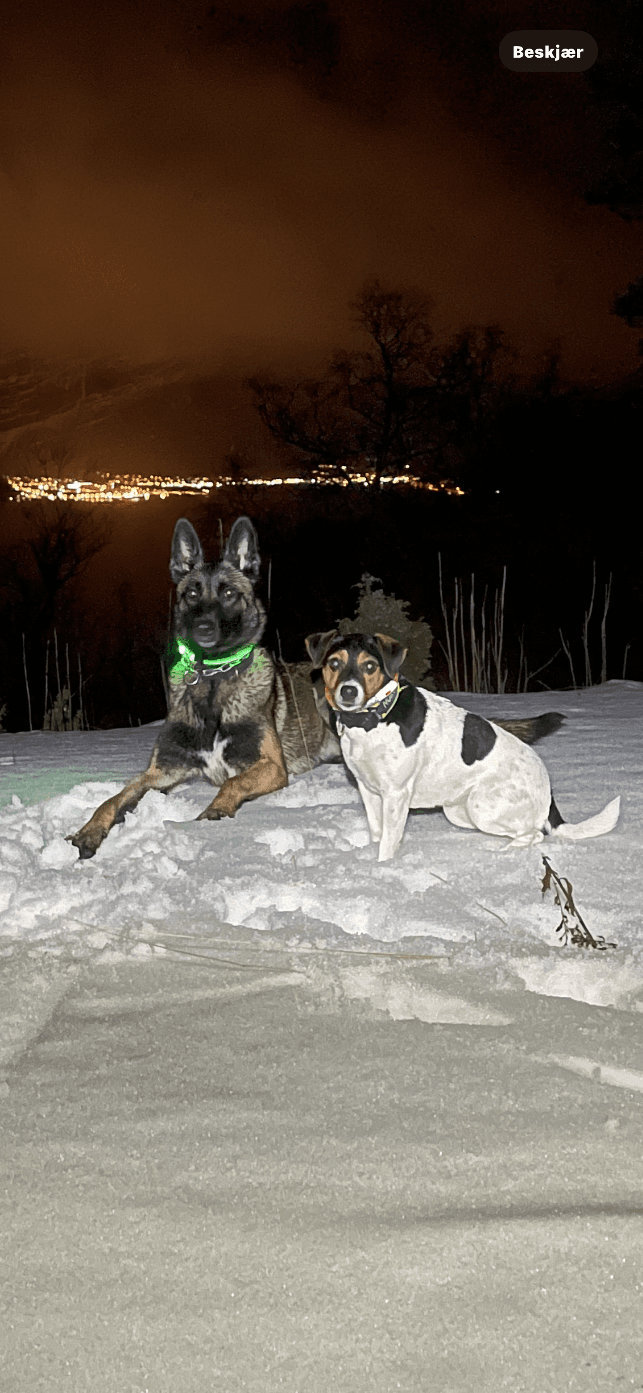 Weilerotts – Rottweiler kennelbilde