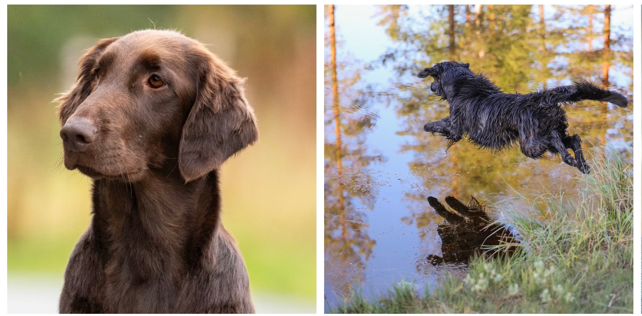 North Pride – Flat coated retriever kennelbilde