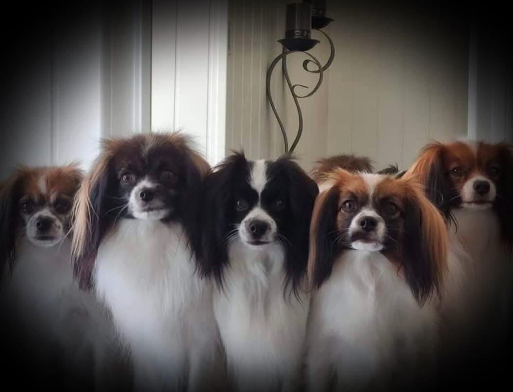 Kennel Noah's Nattsvermere – Phalene kennelbilde
