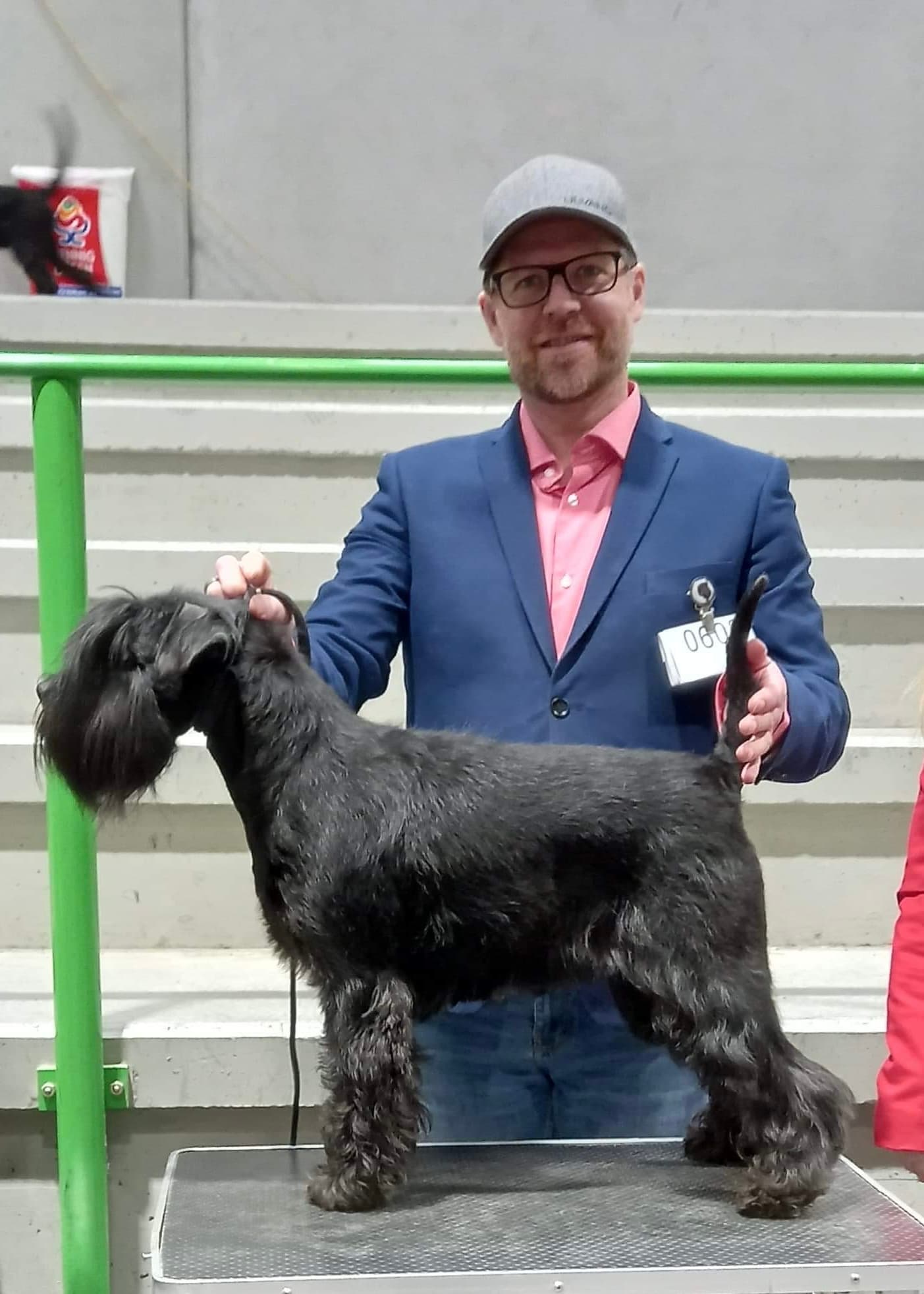 Nissetoppen – Dvergschnauzer sort kennelbilde
