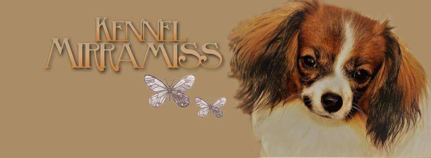 Kennel Mirramiss – Phalene kennelbilde