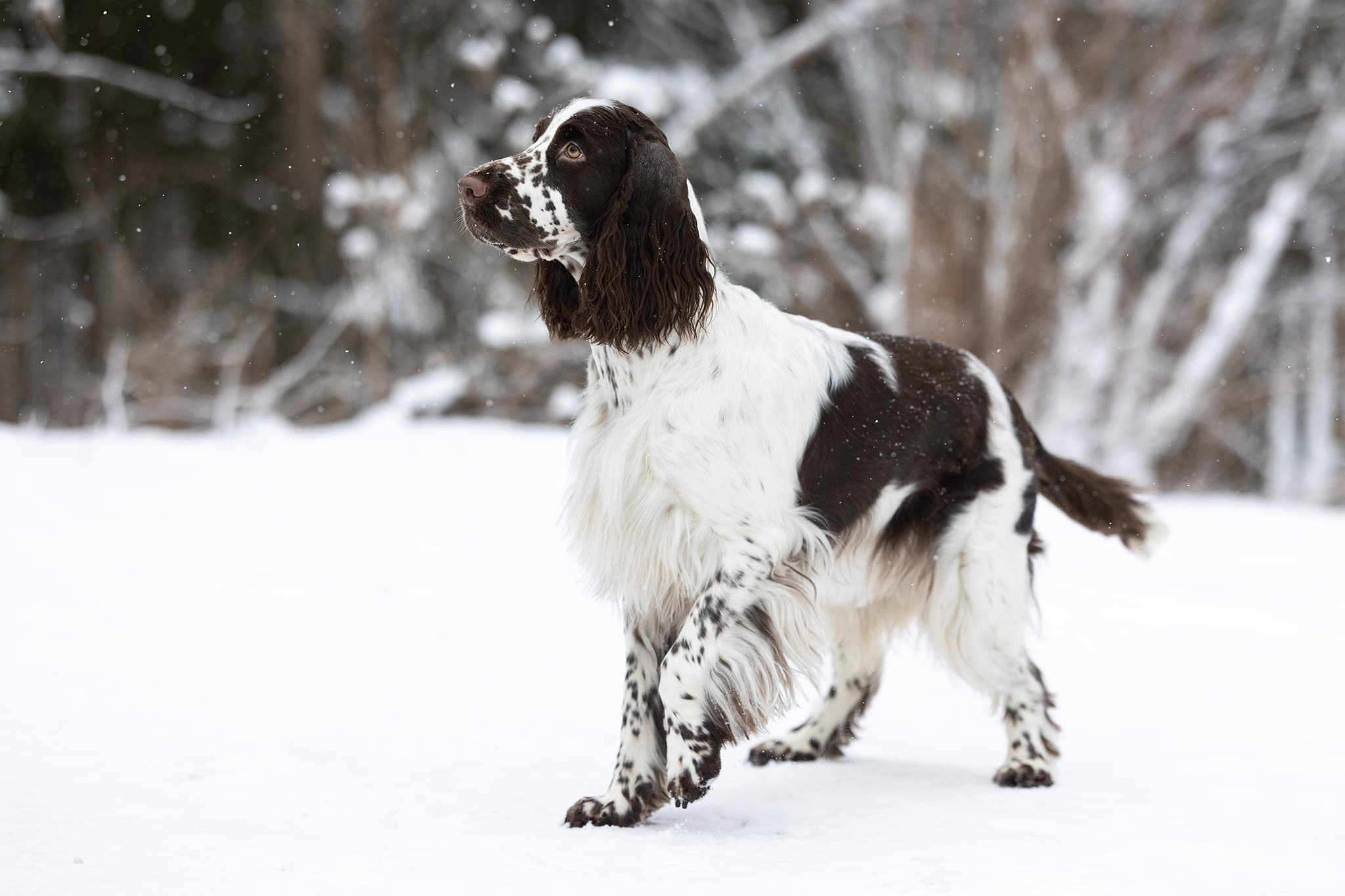 Ninetales – Engelsk springer spaniel kennelbilde