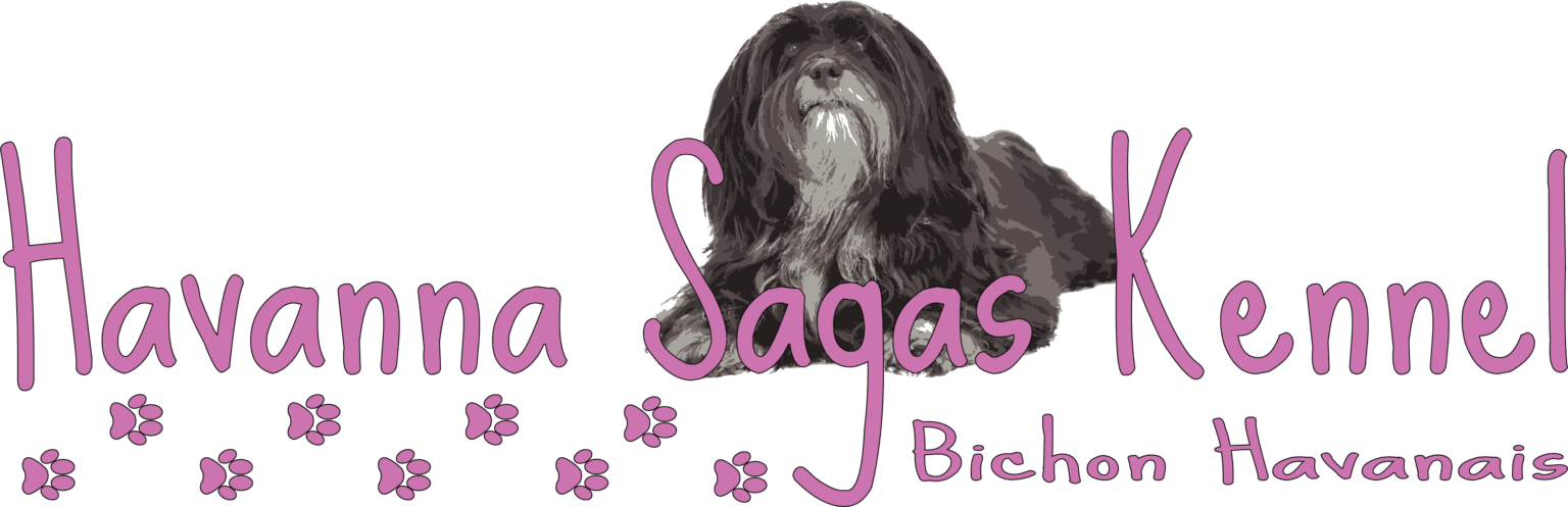 Havanna Saga – Bichon havanais kennelbilde