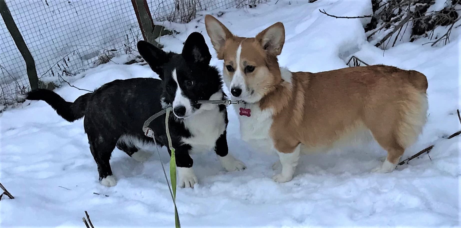 Magpie – Welsh corgi pembroke kennelbilde