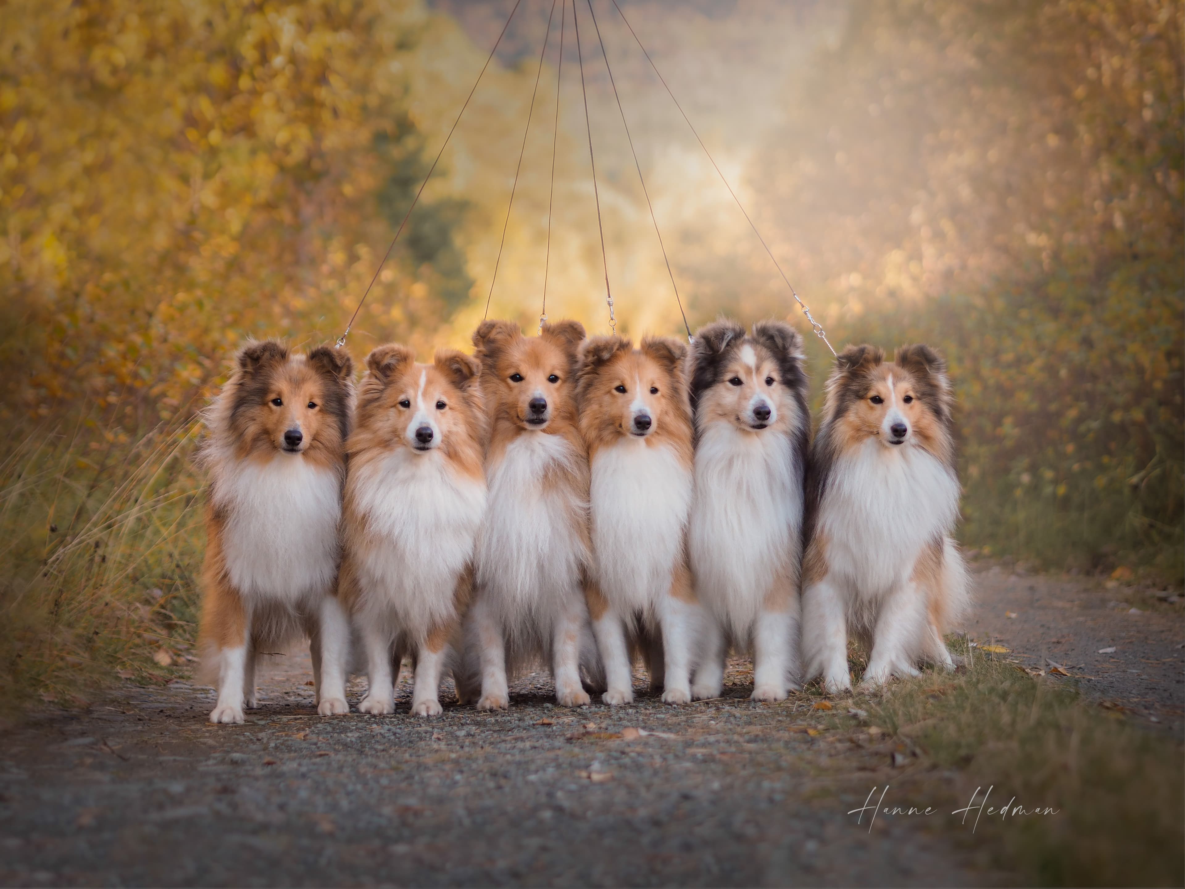 Belmara – Shetland sheepdog kennelbilde