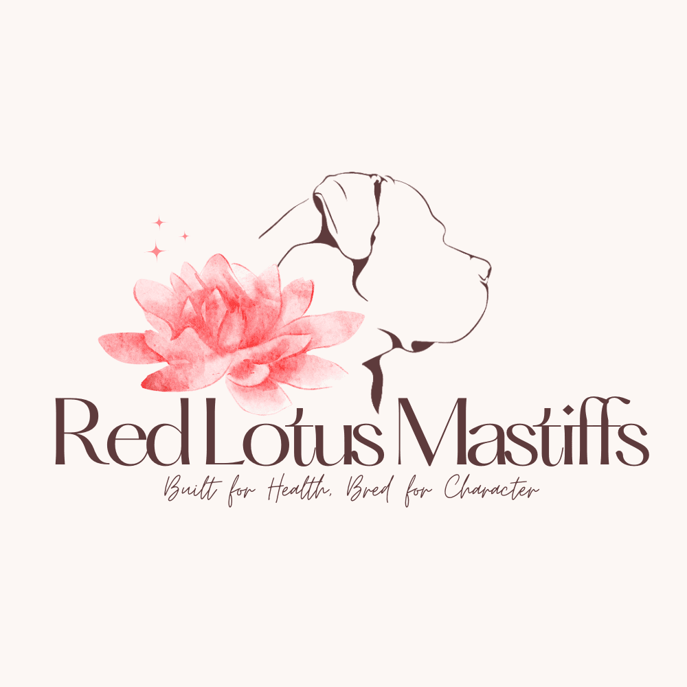 Red Lotus Mastiffs – Boerboel kennelbilde