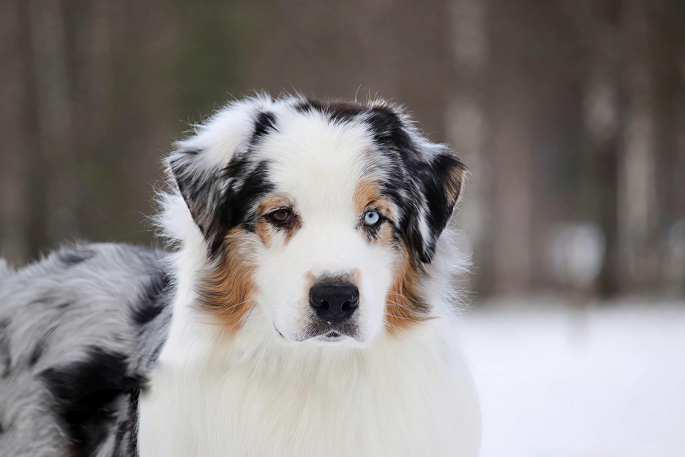 Hund fra Pond-nettverket