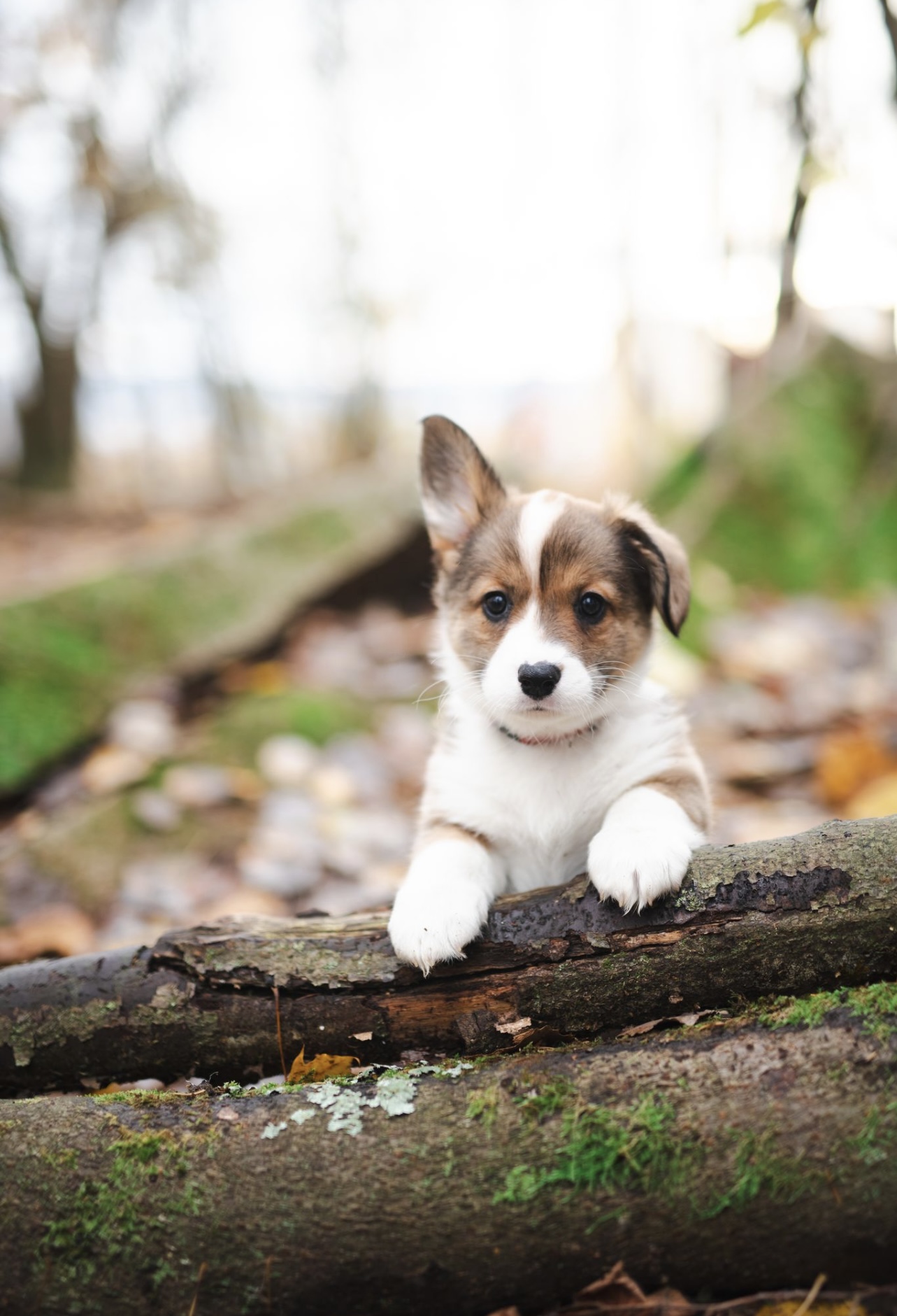Hund fra Pond-nettverket