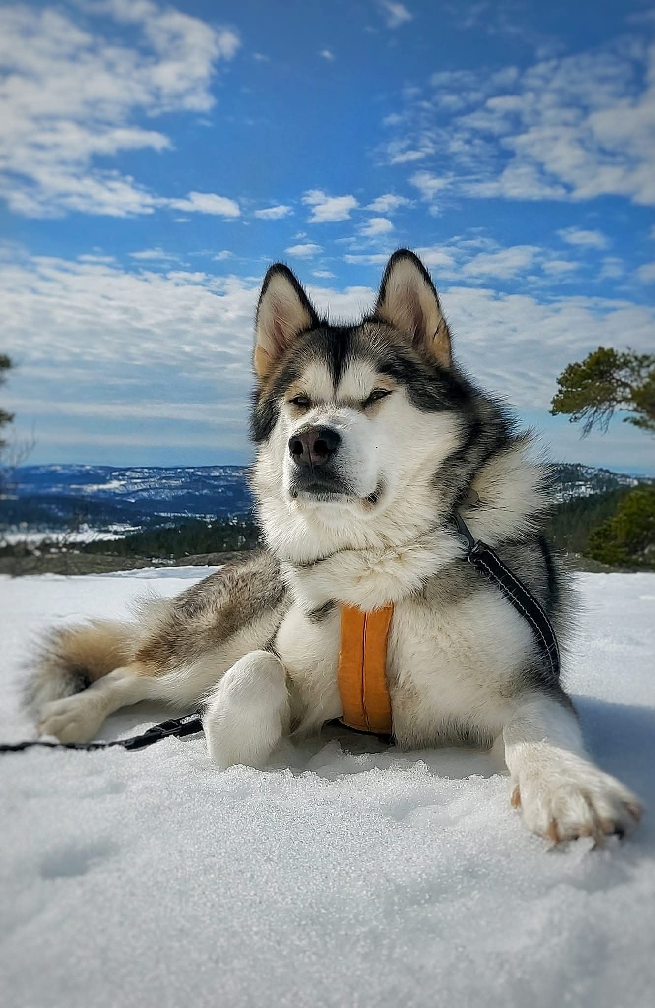 Hund fra Pond-nettverket