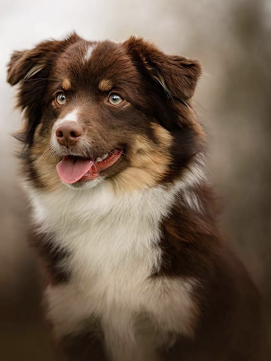 Hund fra Pond-nettverket