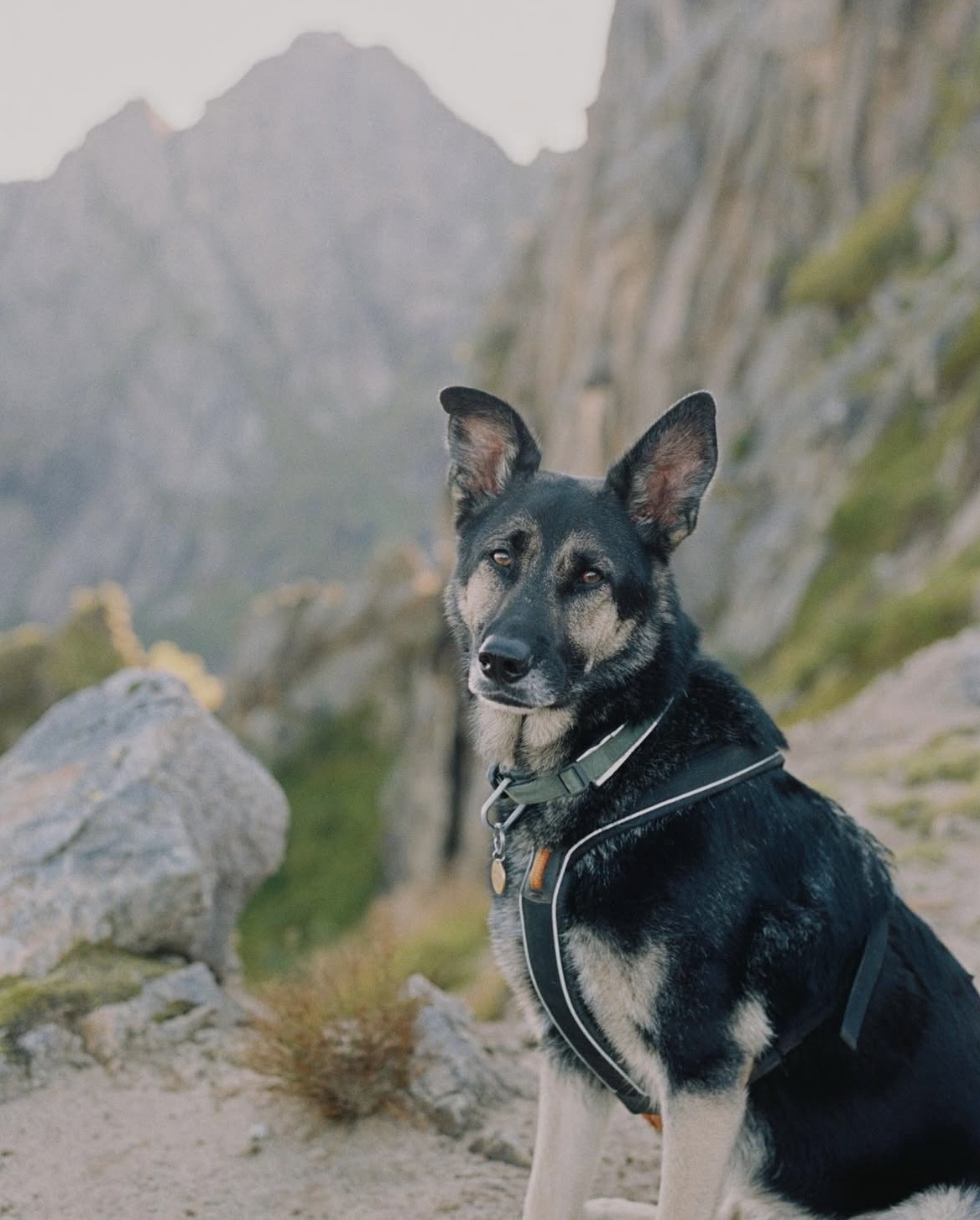 Blandingsrase-hund på fjelltur